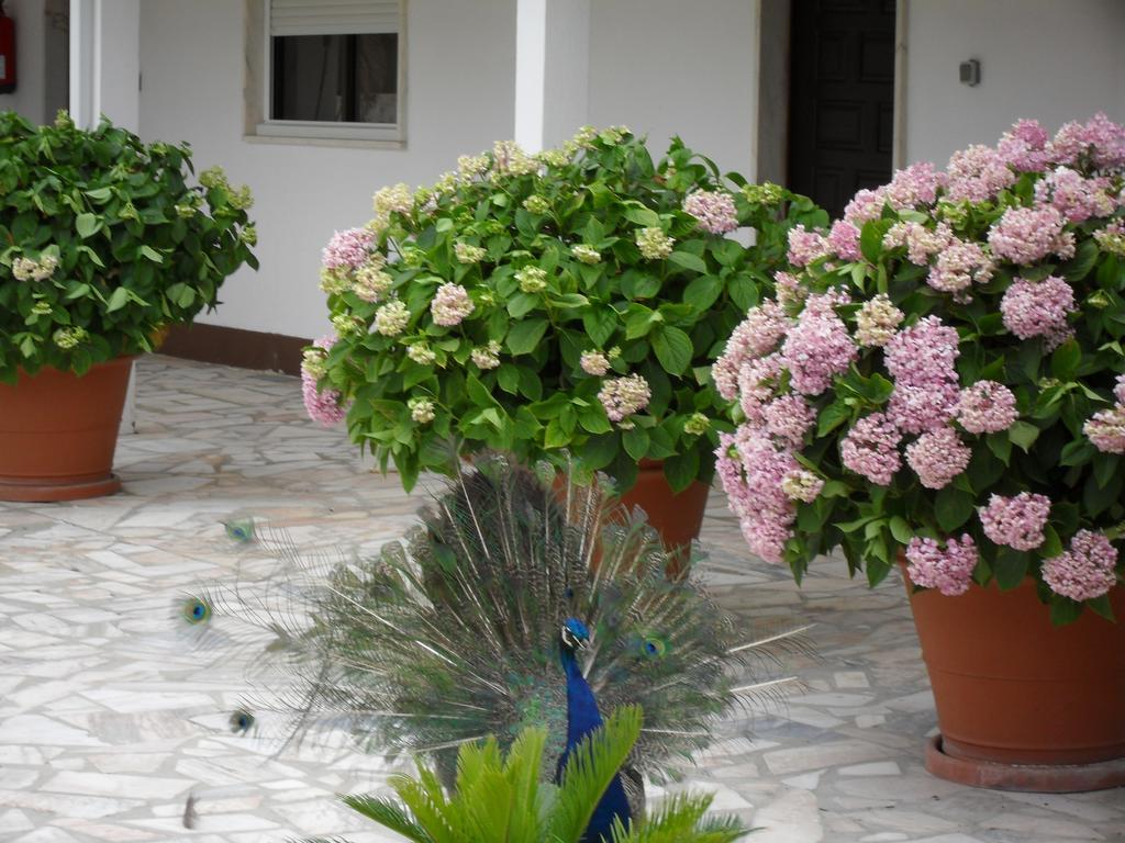 Lobateira Guest house
